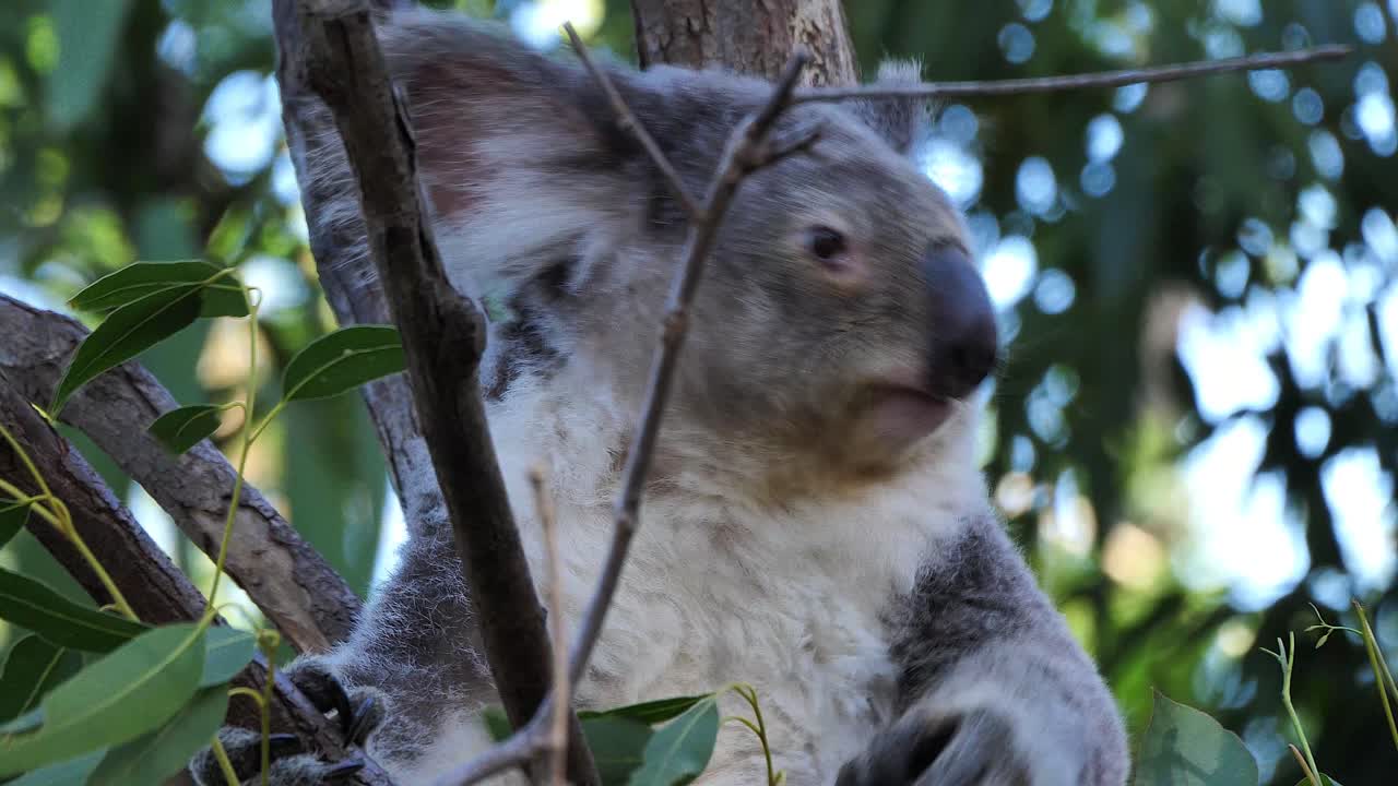 un oso koala se sienta en un eucalipto en australia 1