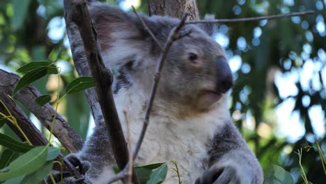 a koala bear sits in a eucalyptus tree in australia 1