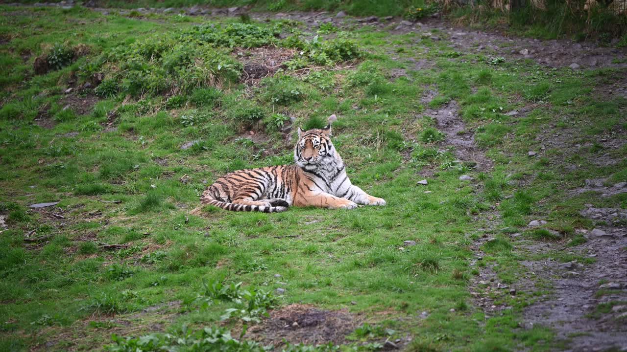 흐린 날 동물원 울타리 안에서 쉬고 있는 아름다운 아무르 호랑이