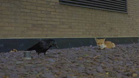 crow and young fox on a london street