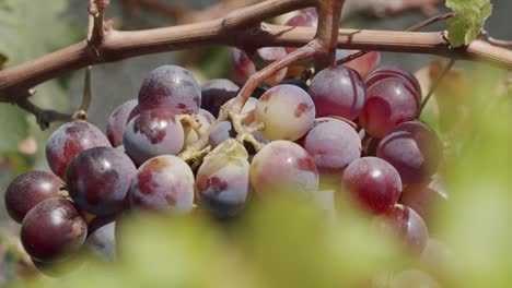 un racimo de uvas rojas en la vid