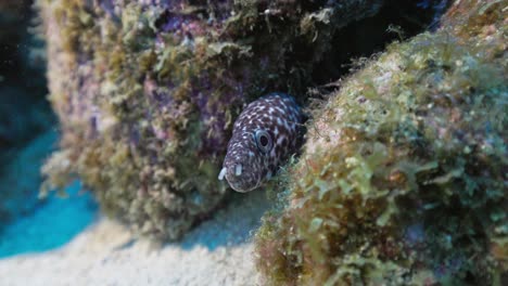 a little spotted moray eel hiding in its den peeking out to have a look at the camera