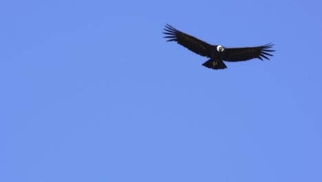 Cóndor-Andino-En-Vuelo,-Cámara-Lenta