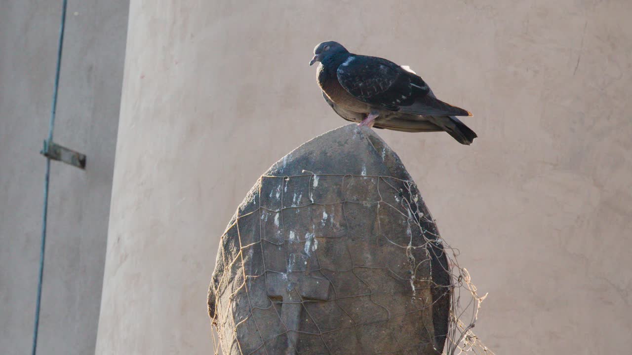 Pigeon stands on netted stone statue, historic architecture background, soft natural daylight, static shot