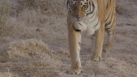 Slow-motion-tiger-running-on-desert-ground