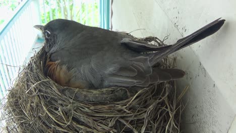 Mutter-Rotkehlchen-überprüft-Ihre-Brut-Und-Setzt-Sich-Dann-Wieder-Auf-Ihr-Nest