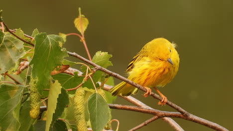 Close-up,-female-yellow-warbler-bird-perched-on-a-tree-branch