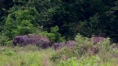 The-Asiatic-Elephants-are-endangered-species-and-they-are-also-residents-of-Thailand