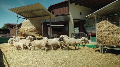 Rebaño-De-Ovejas-Que-Se-Siguen-Alrededor-De-La-Pila-De-Heno-En-El-Recinto