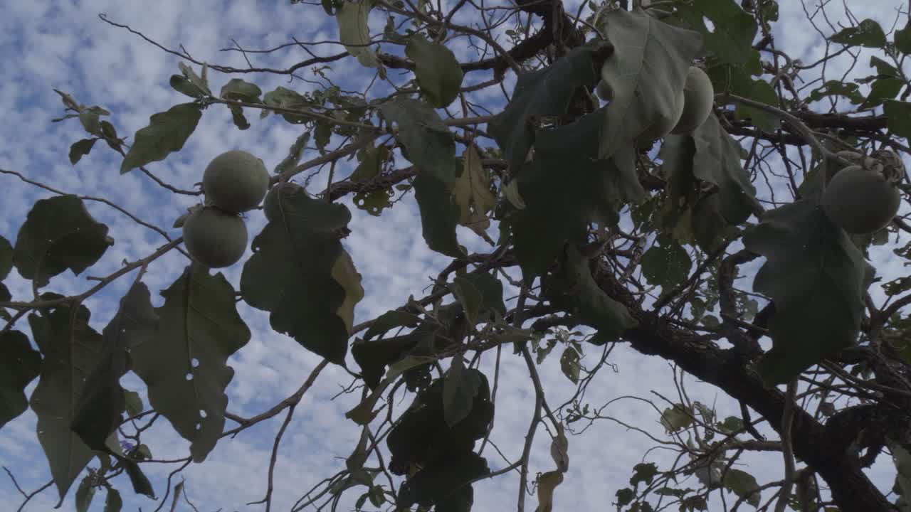 lobeira 나무 - 과일에 갈기 늑대 과일 나무 근접 촬영