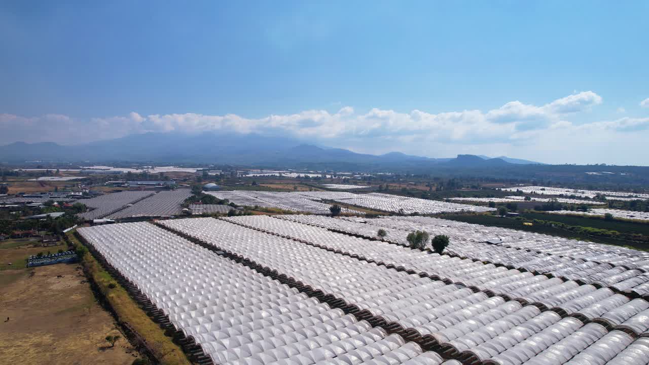 Aerial view of Large blueberry Plantation in Michoac&aacute;n Mexico