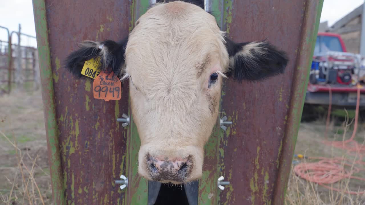 Close-up of a Calf's Head in a Metal Squeeze Chute