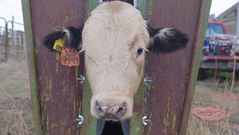 close-up of a calf's head in a metal squeeze chute