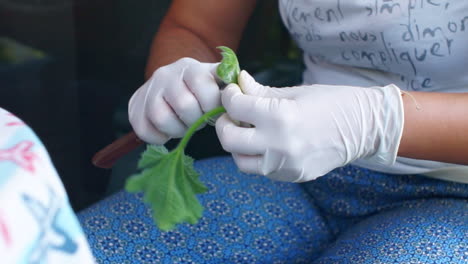 Aufnahmen-Einer-Kaukasischen-Frau,-Die-Zucchiniblüten-Im-Freien-Zubereitet-Und-Reinigt