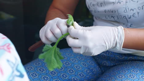 imágenes de una mujer caucásica preparando y limpiando flores de calabacín al aire libre