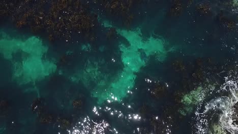 diving in the waters of the west coast of south africa