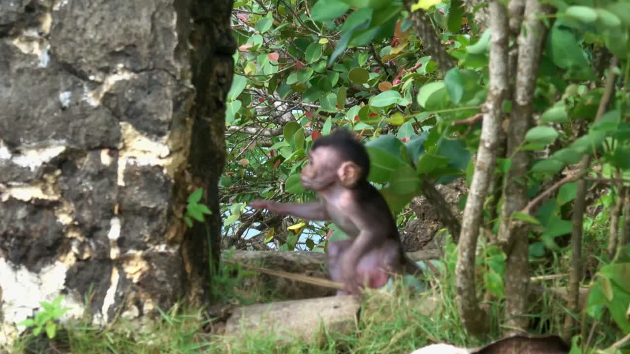 baby Macaqueu Monkey is attacked by a bigger monkey and then rescued by mother