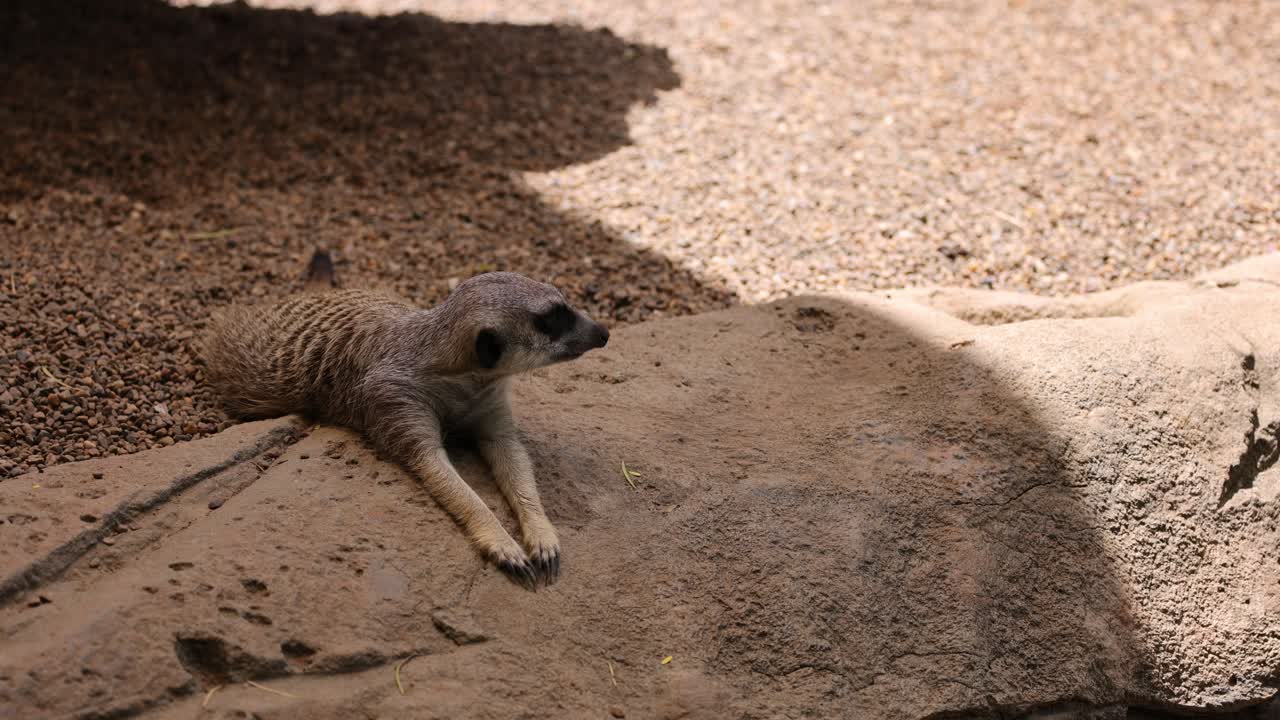 Suricate descansando pacificamente em uma superfície de rocha quente