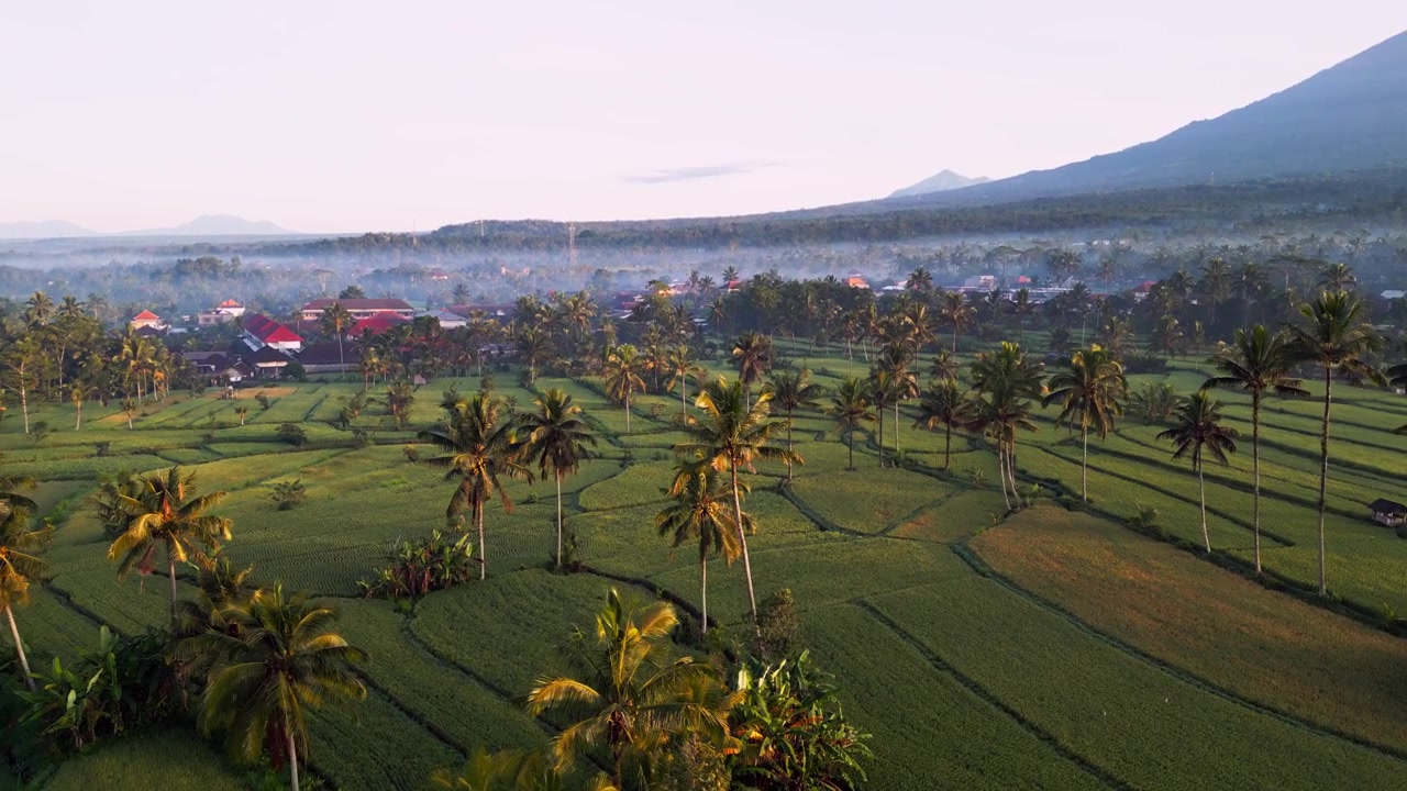 Luce solare dorata del mattino che illumina terreni agricoli tropicali, campagna fiancheggiata da palme e nebbia leggera che si sposta attraverso il paesaggio rurale del villaggio di Bali, ripresa aerea con drone in avvicinamento.