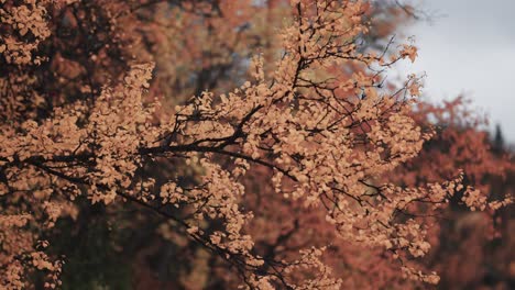 A-close-up-of-colorful-yellow-leaves-of-the-birch-tree-on-the-delicate-thin-branches