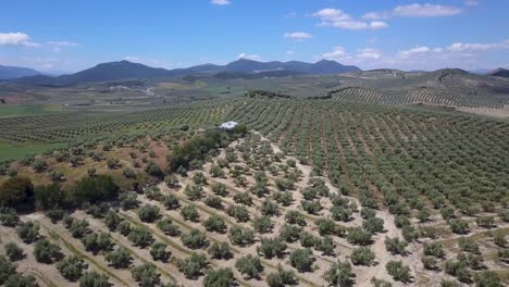 Aerial-view-of-a-field-of-olive-trees-in-the-south-of-Spain-with-an-oil-factory-in-the-middle