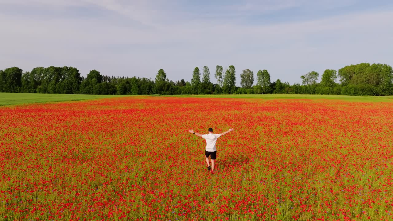 Drone follows man in white shirt as he walks freely through blooming poppies