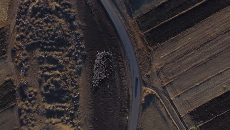 Imágenes-Aéreas-De-4k:-Rebaño-De-Ovejas-Pastando-Entre-Campos-Cultivados-En-Samtskhe-javakheti,-Georgia