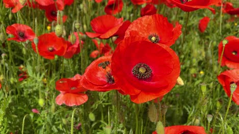 Biene-Fliegt-In-Wilden-Blumen-Mohnblumen-In-Zeitlupe