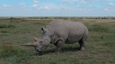 Vom-Aussterben-Bedrohtes-Nördliches-Breitmaulnashorn-Grast-Im-Ol-Pejeta-Conservancy,-Kenia