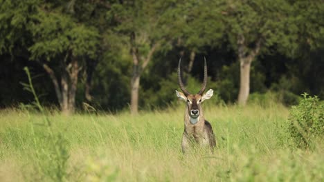 wide shot of a male waterbuck standing in the green landscape of the greater kruger