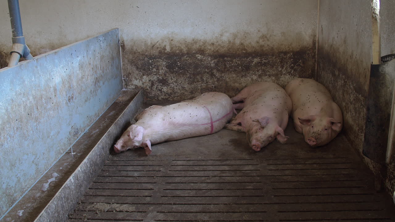 먹이를 기다리는 돼지 무리