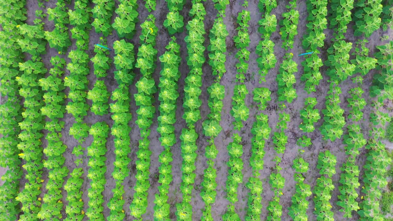 vista aérea desde arriba del jardín de girasoles. 4k