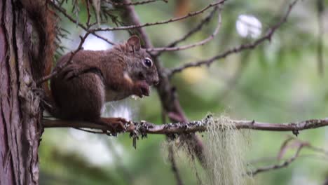 squirrel gnaw off a cone while sitting on a tree branch