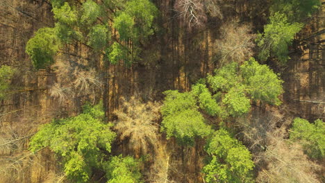 árboles de bosque de hoja caduca vista desde arriba