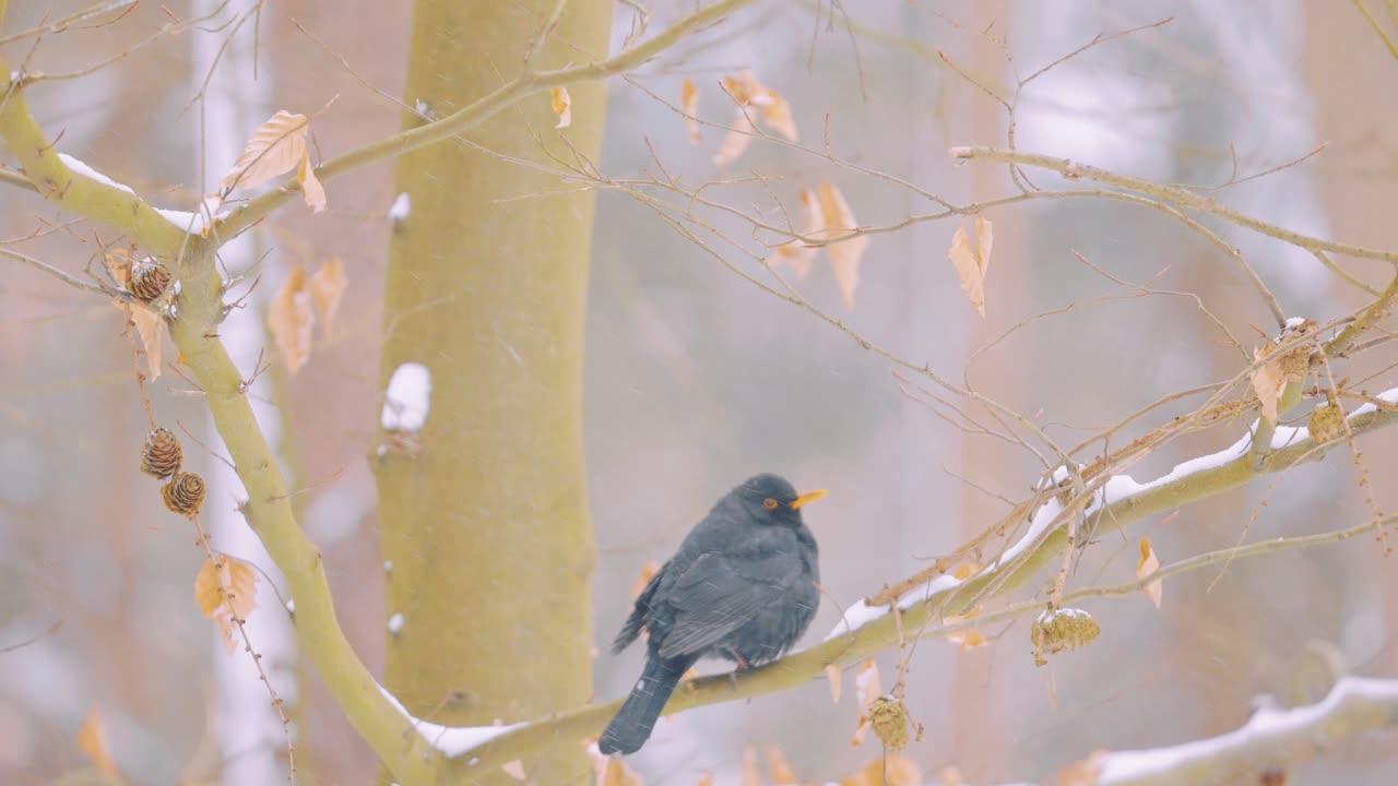 눈 덮인 나뭇가지에 있는 검은새, veluwe 국립 공원, 네덜란드, 중간 샷