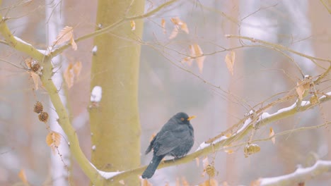 Amsel-Auf-Einem-Schneebedeckten-Ast,-Veluwe-nationalpark,-Niederlande,-Mittlerer-Schuss