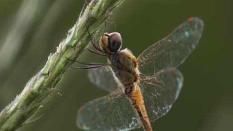 Nahaufnahme-Einer-Gelben-Libelle,-Die-Auf-Einem-Ast-Ruht