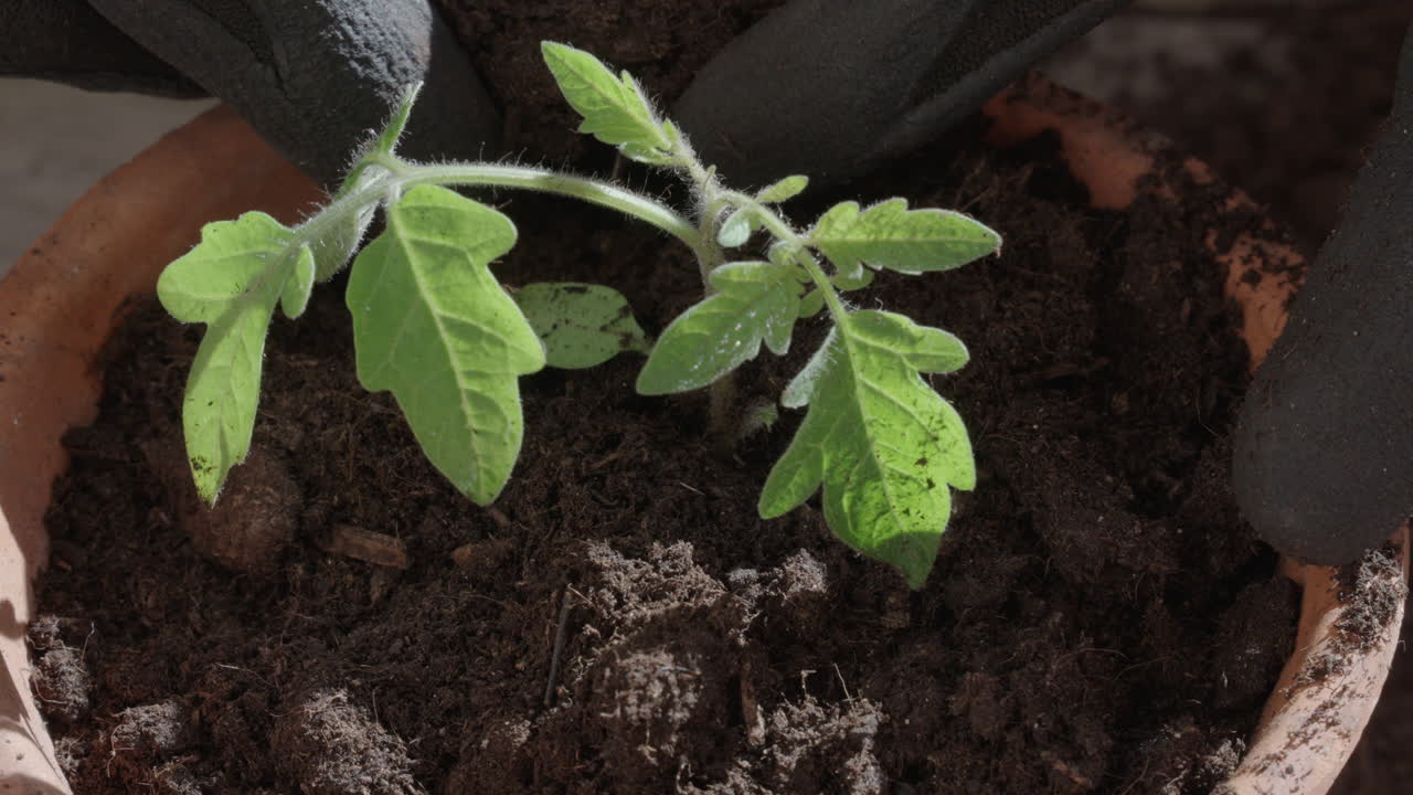 Ripresa ravvicinata di una persona che mette terra intorno a una piccola pianta.