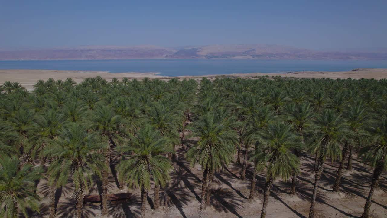 Revealing the Dead Sea behind Date trees field close to it