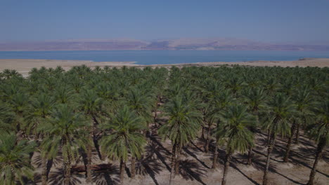 revealing the dead sea behind date trees field close to it