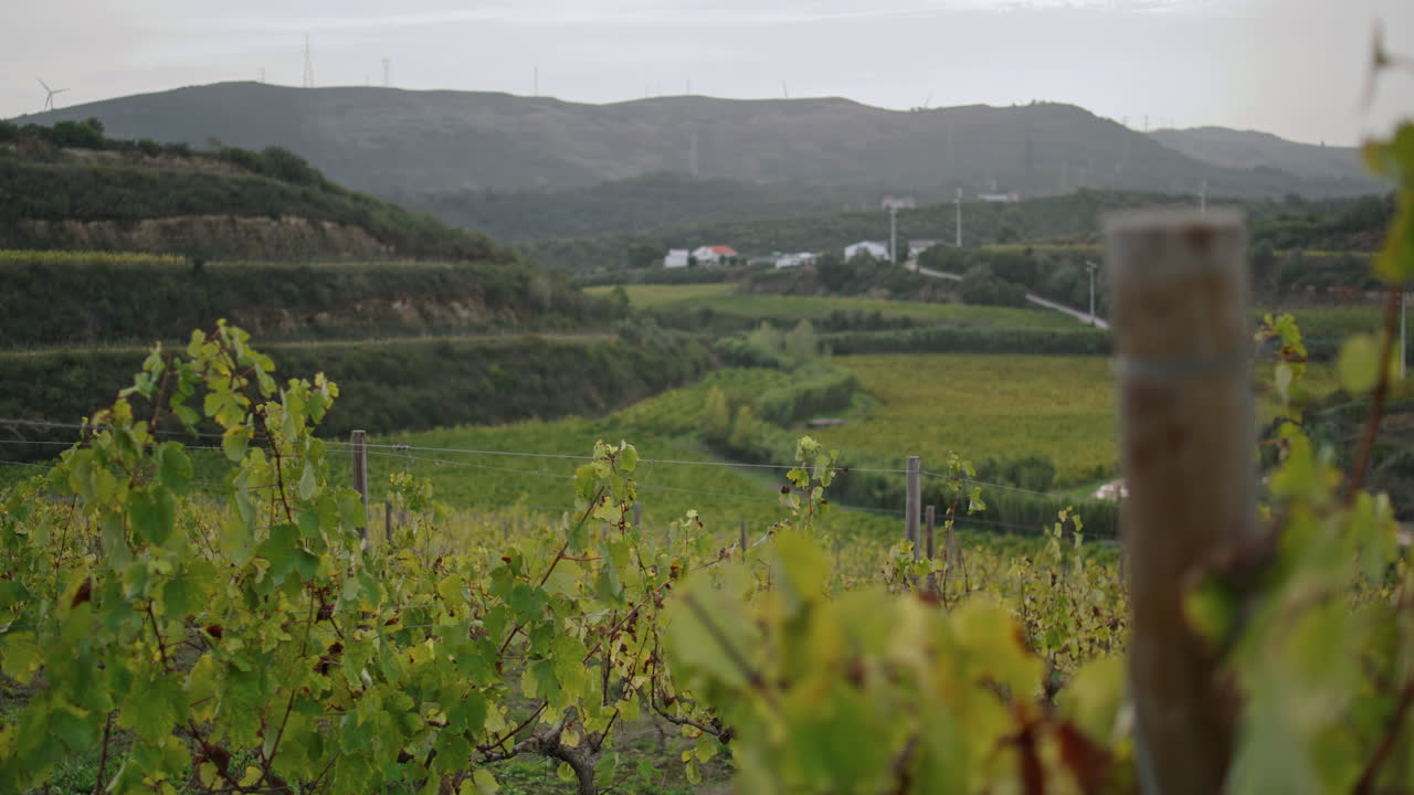 hermoso viñedo de follaje amarillo arbusto de vid vertical de primer plano. plantaciones de uvas