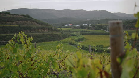 Schöner-Weinberg-Mit-Gelbem-Laub,-Vertikale-Nahaufnahme-Des-Weinstocks.-Weinplantagen