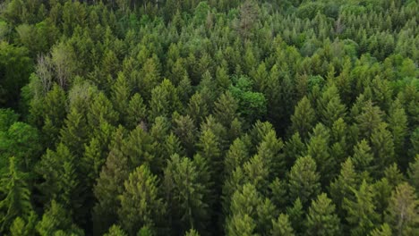 aérea de los bosques en suiza