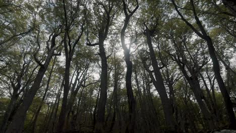 la luz del sol brillando a través de los árboles en el bosque