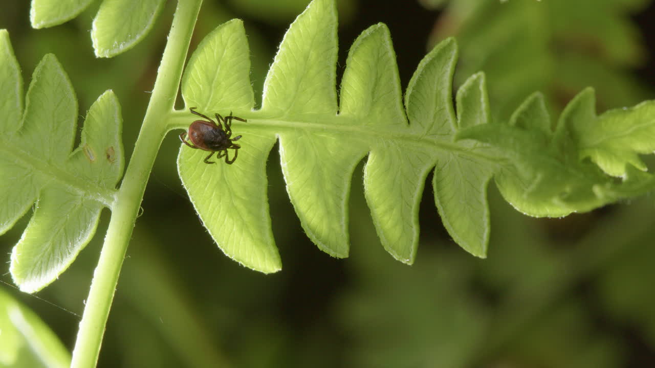 Under view of single parasitic hard tick sitting on bracken fern