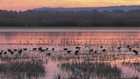 Rice-fields-at-dawn-with-various-water-birds