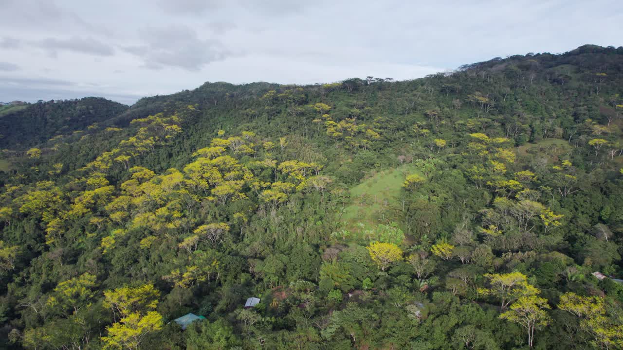 Aerial pan left movement over Gallinazo trees (Schizolobium parahyba) with bright yellow flowers in Costa Rica.