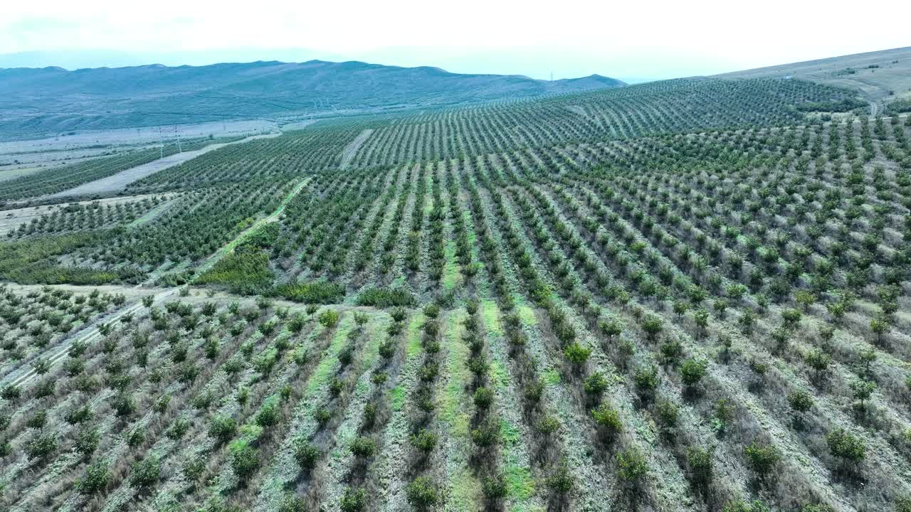 A wide expanse of farmland is displayed, reaching out to the horizon in a perfectly organized grid of trees. This aerial view highlights agricultural efficiency and the vastness of the rural landscape
