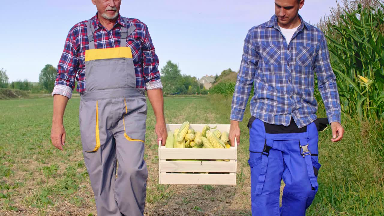 agricultores experimentados caminando por el campo de maíz