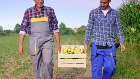 agricultores experimentados caminando por el campo de maíz